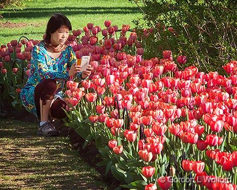 Shooting A Shooter_DSCF02117.jpg - Photographed at the 2013 Canadian Tulip Festival in Ottawa, Ontario, Canada.